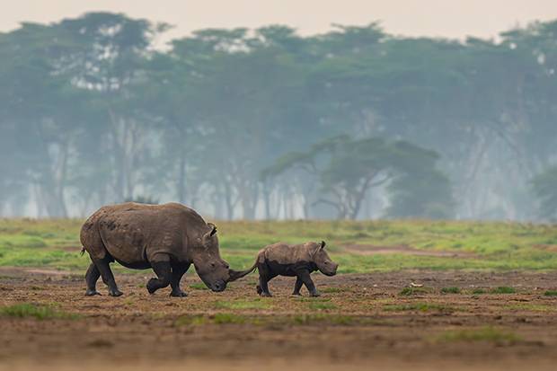 Masai Mara Wildlife